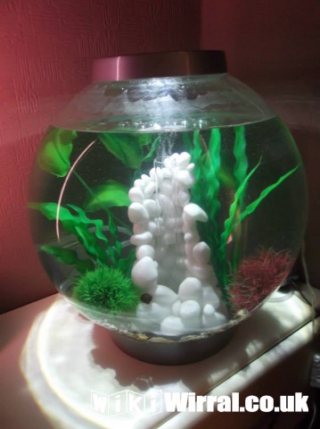 Attached picture fish tank.jpg